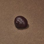 Escargot Chocolat Noir